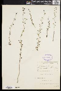 Drosera peltata image