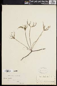 Drosera binata image
