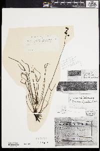 Drosera binata image