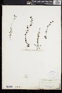 Drosera peltata image