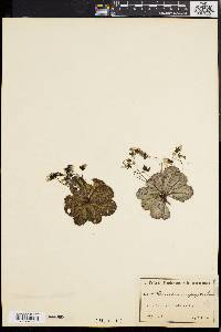 Media resource of Drosera macrophylla