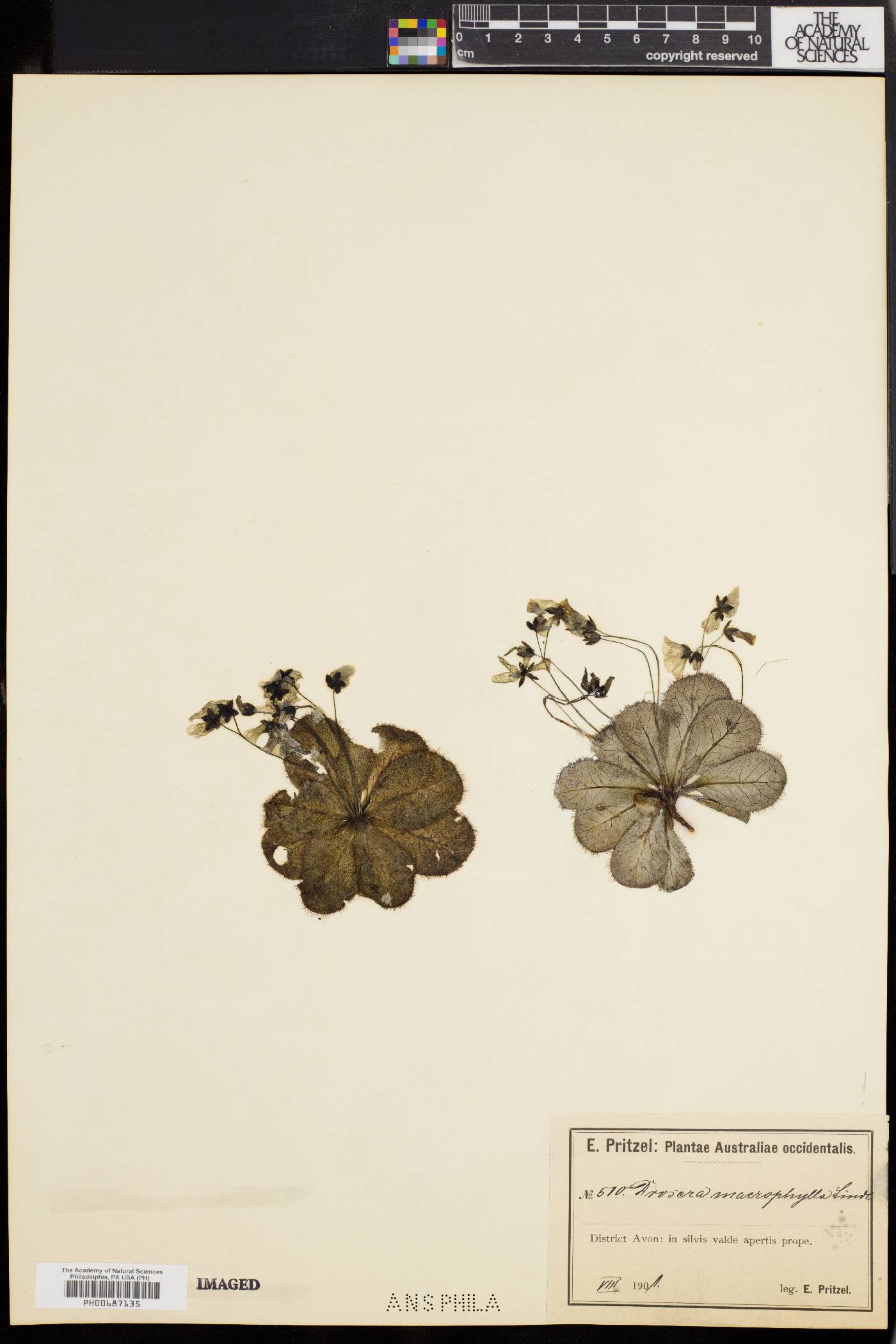 Drosera macrophylla image