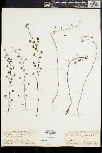 Media resource of Drosera menziesii