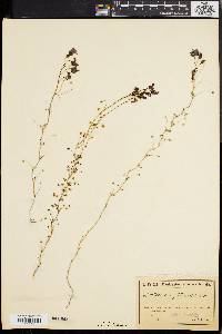 Drosera menziesii image
