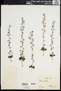 Drosera peltata image