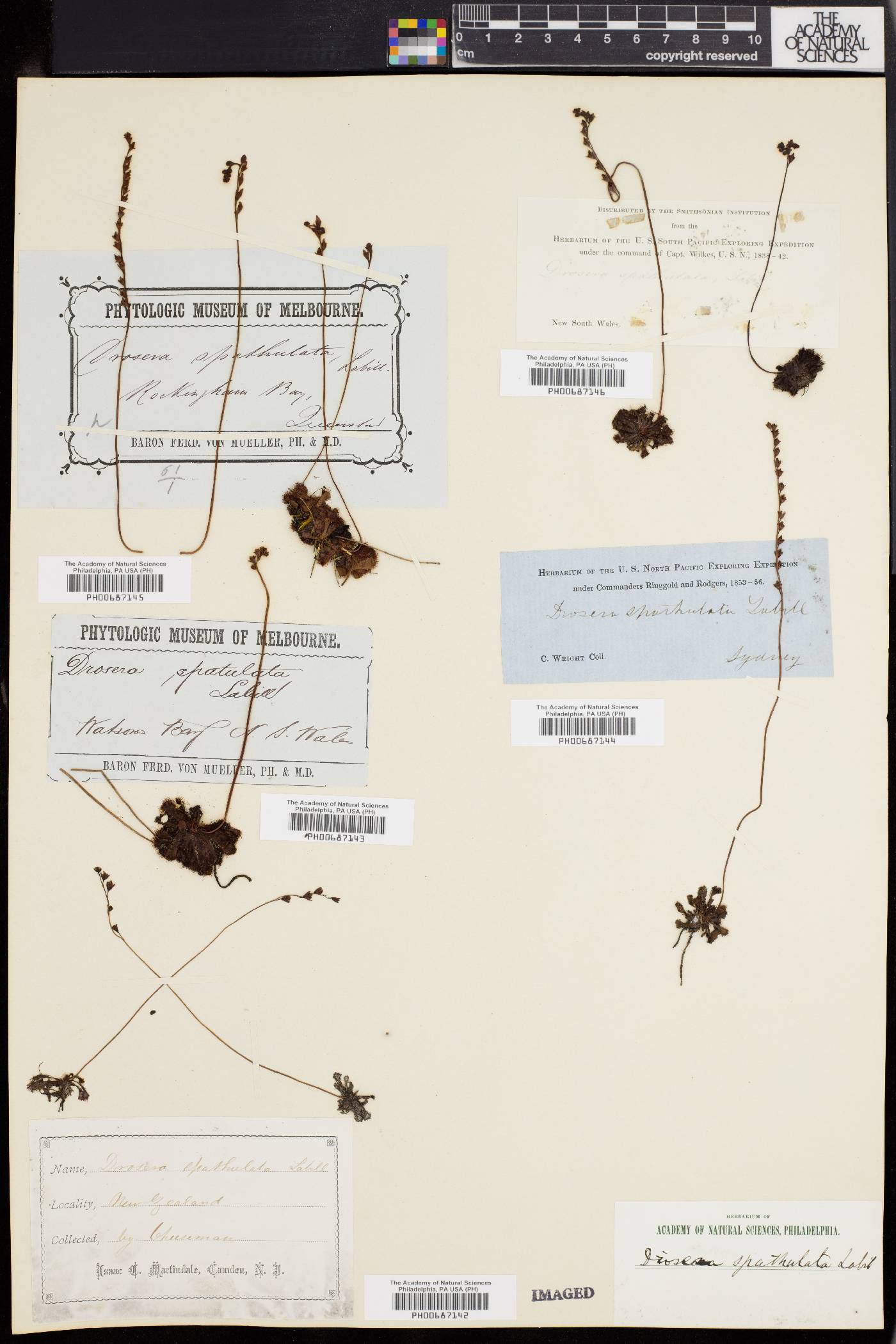 Drosera aliciae image