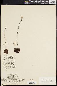 Drosera aliciae image