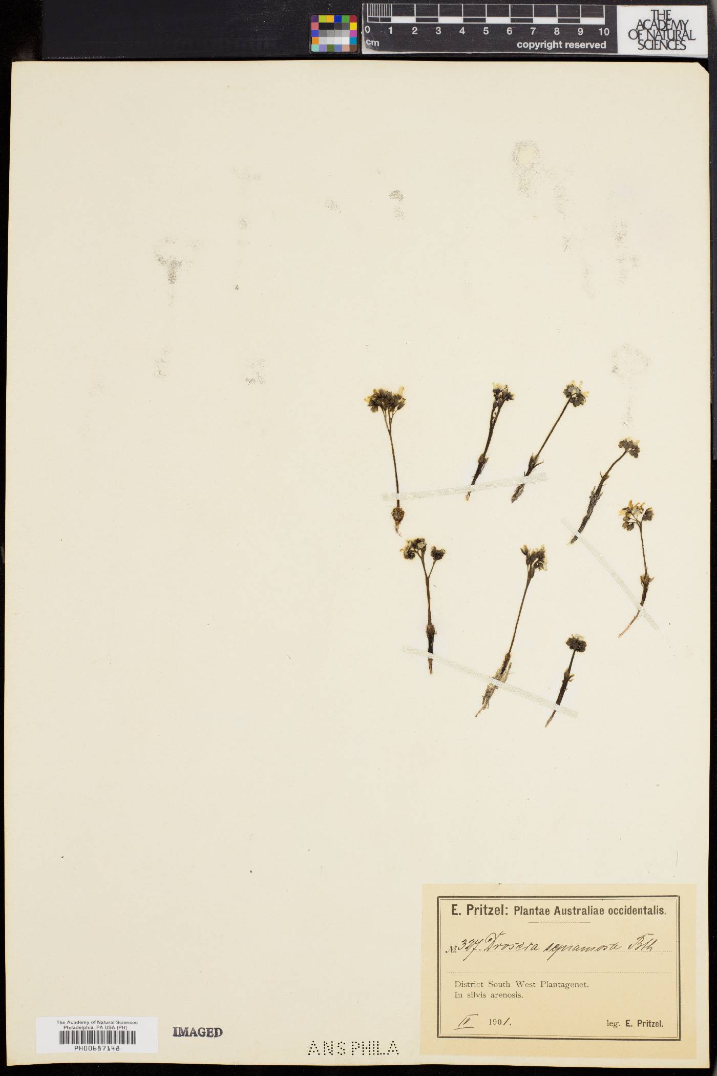 Drosera erythrorhiza subsp. squamosa image