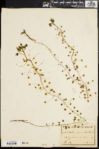 Drosera macrantha image