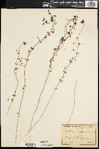 Drosera sulphurea image