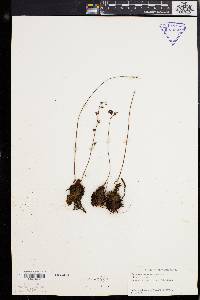 Media resource of Drosera neocaledonica
