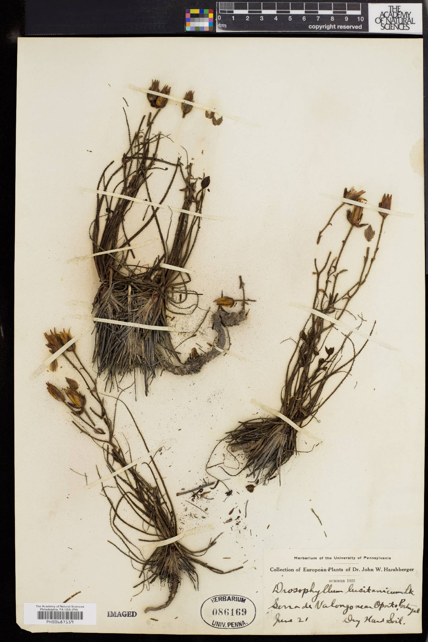 Drosophyllum image
