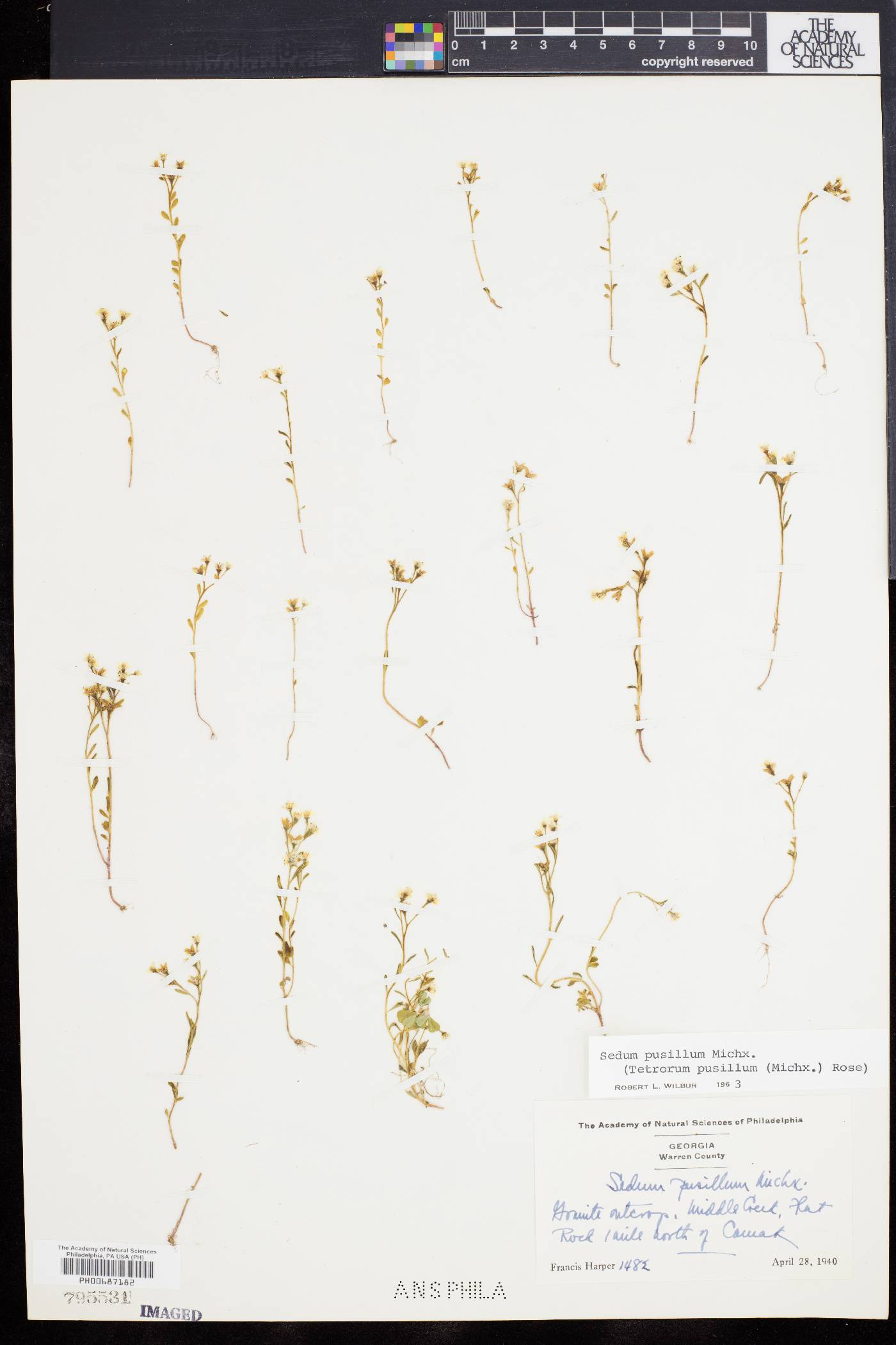 Diamorpha pusilla image