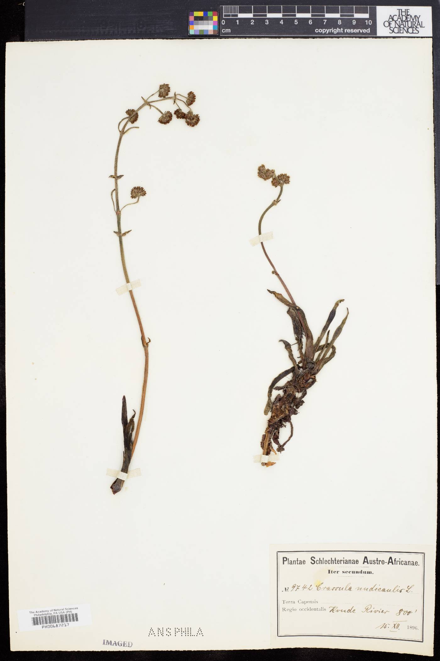 Crassula nudicaulis image