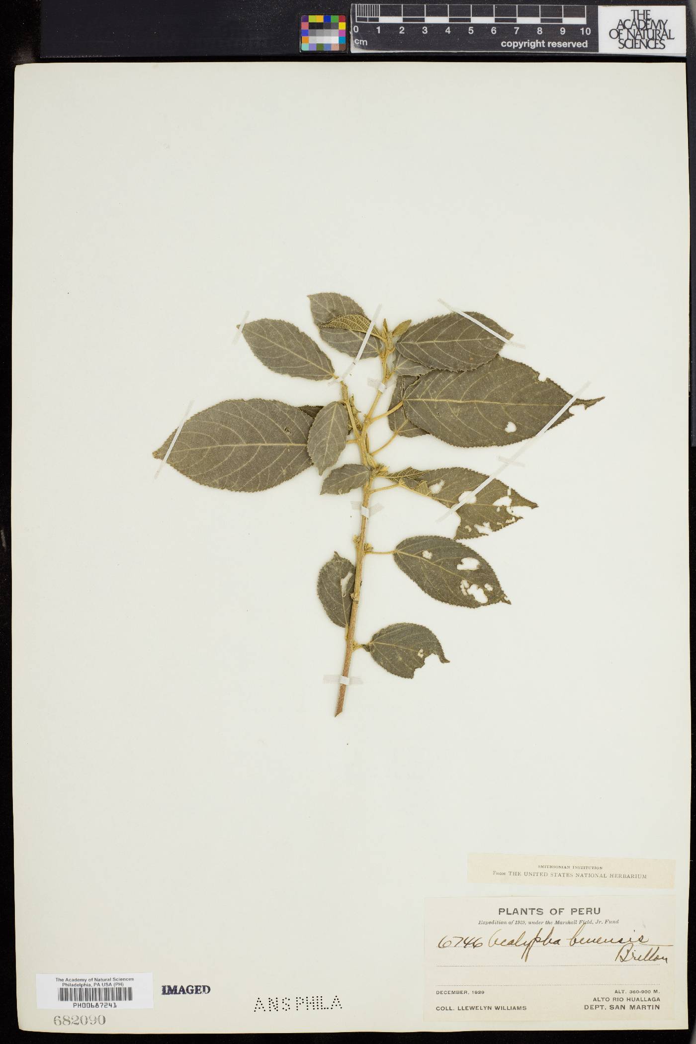 Acalypha stricta image