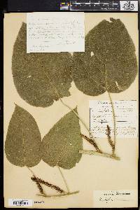 Acalypha bisetosa image