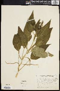 Acalypha communis subsp. saltensis image
