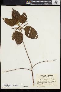 Image of Acalypha conspicua