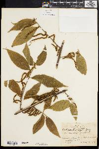 Acalypha diversifolia image