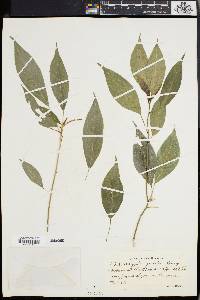 Acalypha gracilis image