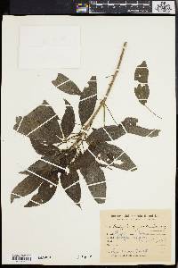 Acalypha gracilis image