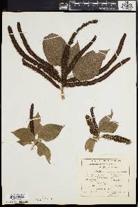 Acalypha hispida image