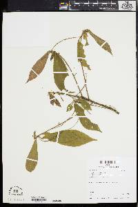 Acalypha lancetillae image