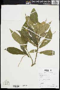 Acalypha lancetillae image