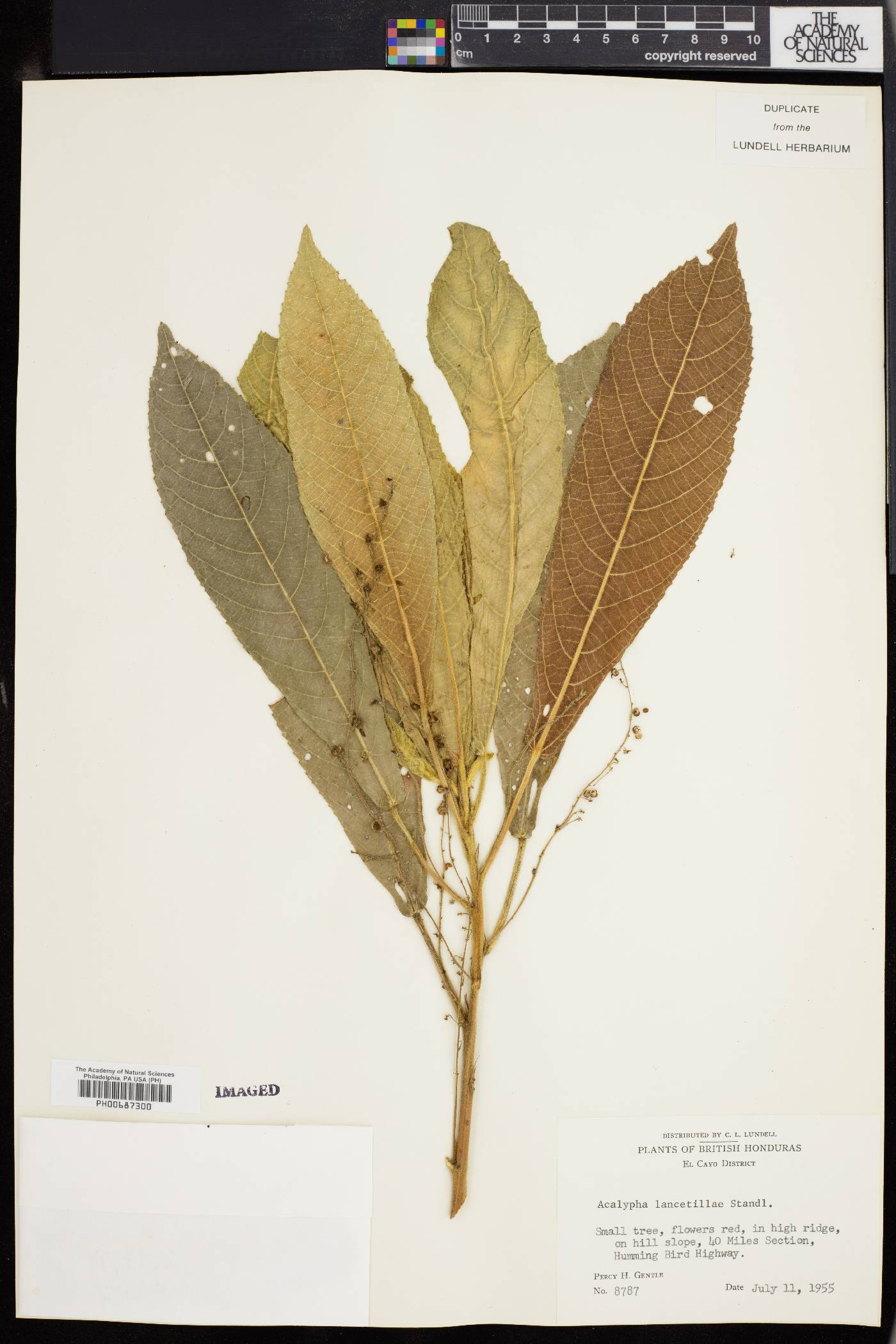 Acalypha lancetillae image