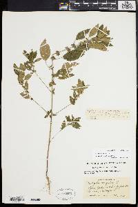 Acalypha virginica image