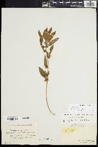 Acalypha virginica image