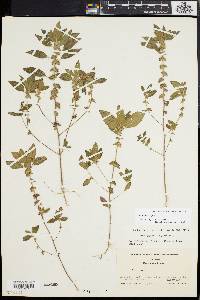 Acalypha virginica image