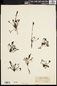 Drosera longifolia image