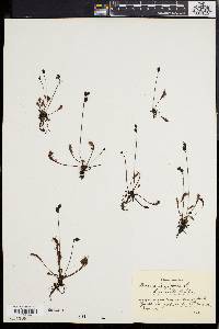 Drosera longifolia image