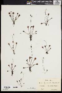 Drosera longifolia image