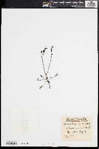Drosera longifolia image