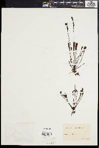 Drosera longifolia image