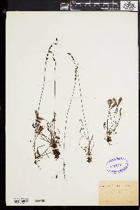 Drosera obovata image