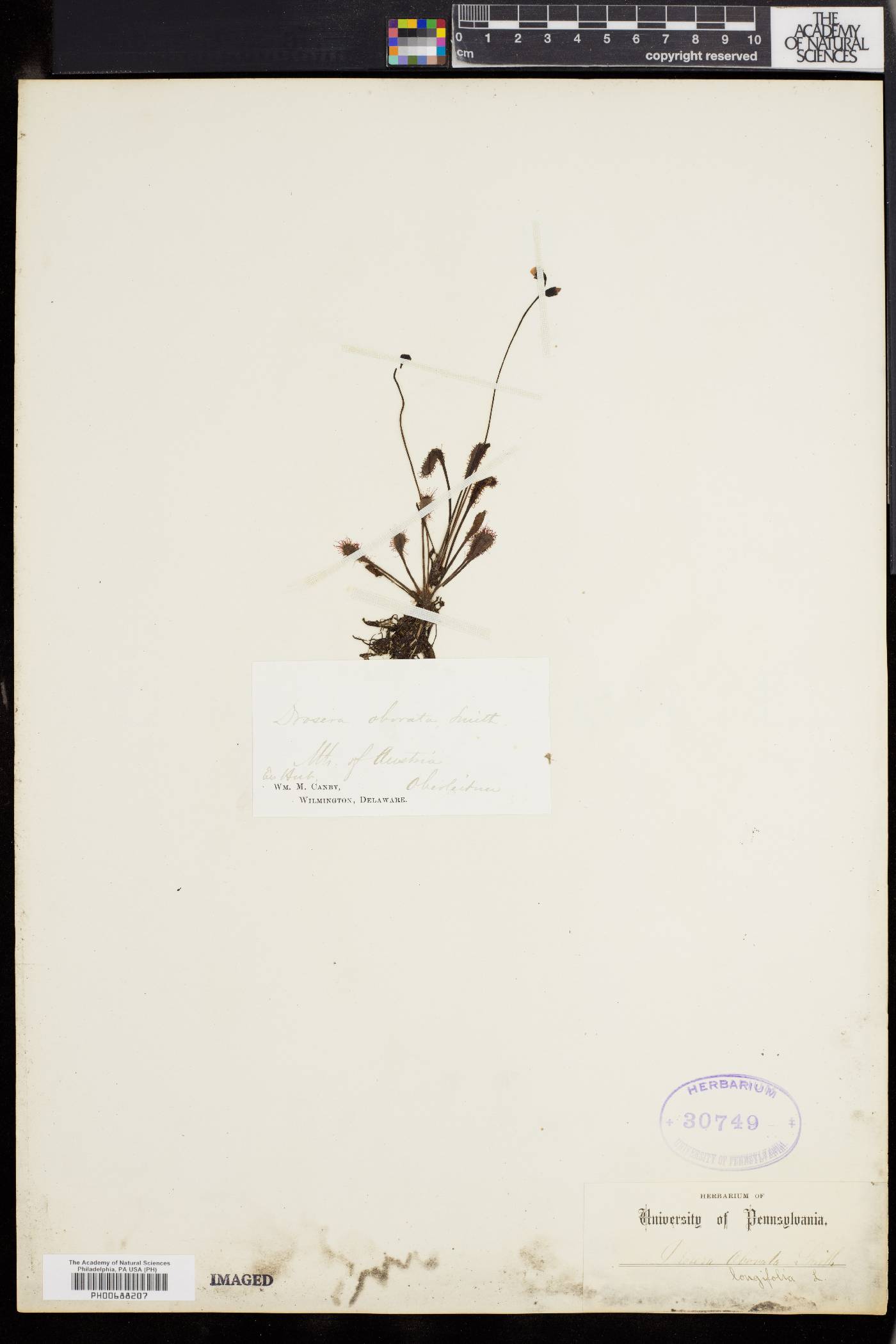 Drosera obovata image