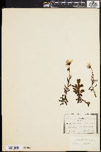 Image of Drosera cistiflora