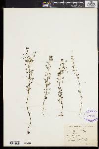 Drosera peltata image