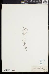Drosera peltata image
