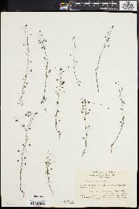 Drosera peltata image