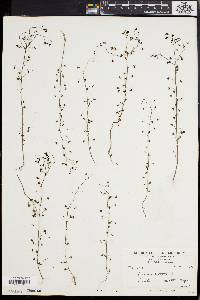 Drosera peltata image