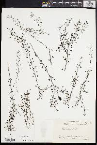 Drosera peltata image