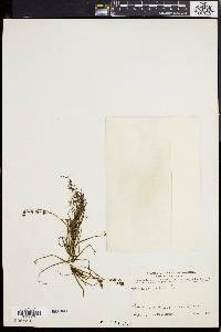 Drosera indica image