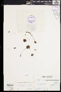 Drosera aliciae image