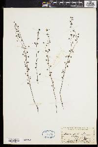 Drosera peltata image
