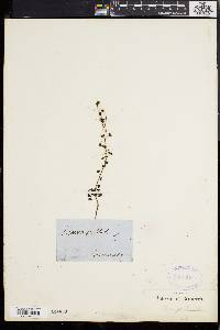 Drosera peltata image