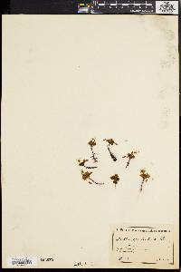 Media resource of Drosera bulbosa